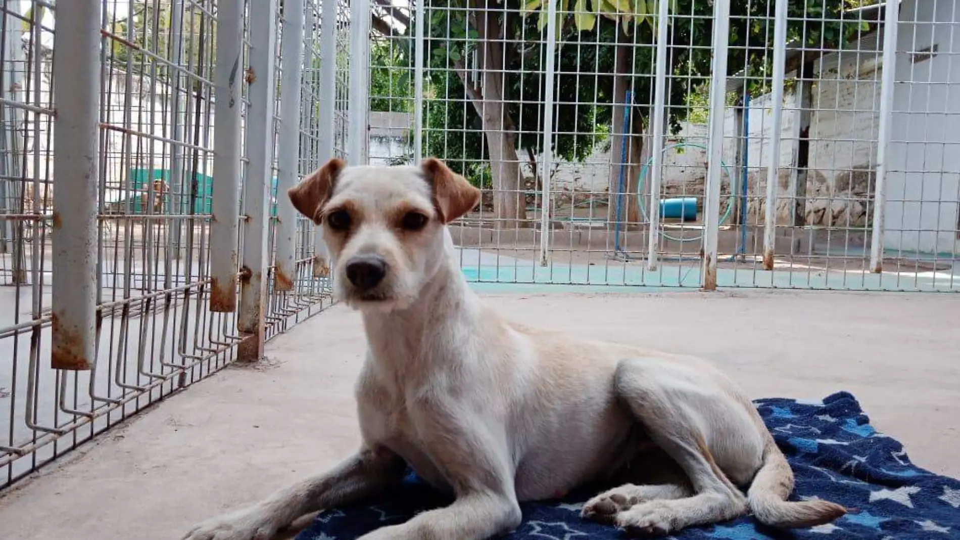 perro en adopción 1